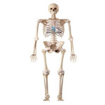 Human Skeleton Model